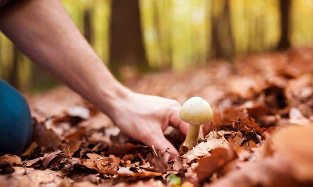 Rozpoczął się sezon zbierania grzybów w Płońsku i okolicach